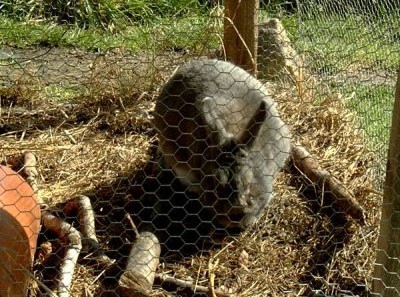 Hase im Fr&uuml;hling