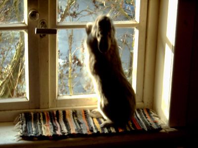 Hase mit Ausblick
