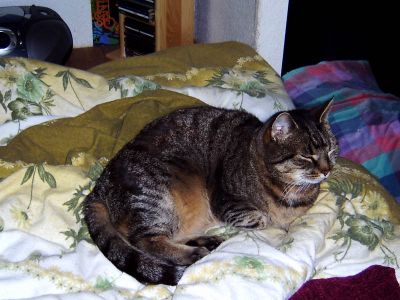 Murkel Bettkatze